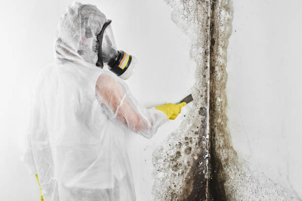 Best Fast Mold Removal  in Madison, MN