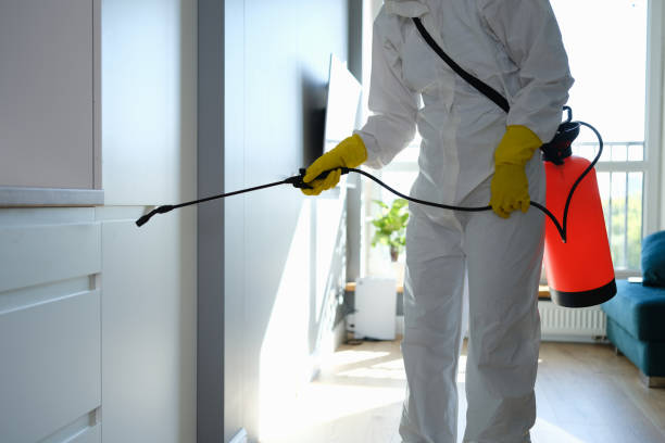Mold Removal Process in Madison, MN