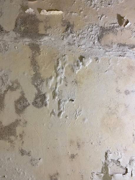 Best Home Mold Removal  in Madison, MN